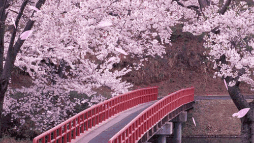 陽(yáng)春三月，這些美景其實(shí)可以帶回家！