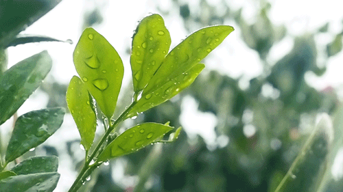 春風(fēng)十里，不如室內(nèi)這抹綠“迷醉”你！