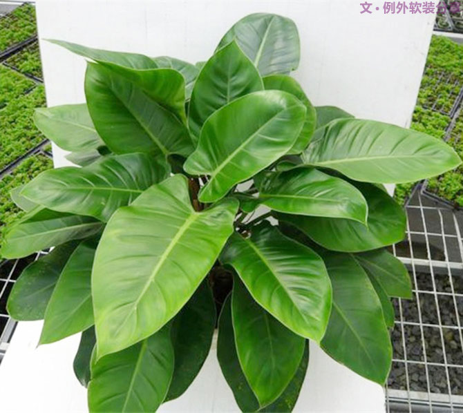 不能不知的家居綠植選擇、養(yǎng)護(hù)技巧，居家必備！-別墅設(shè)計(jì),軟裝設(shè)計(jì),室內(nèi)設(shè)計(jì),豪宅設(shè)計(jì),深圳例外軟裝設(shè)計(jì)公司