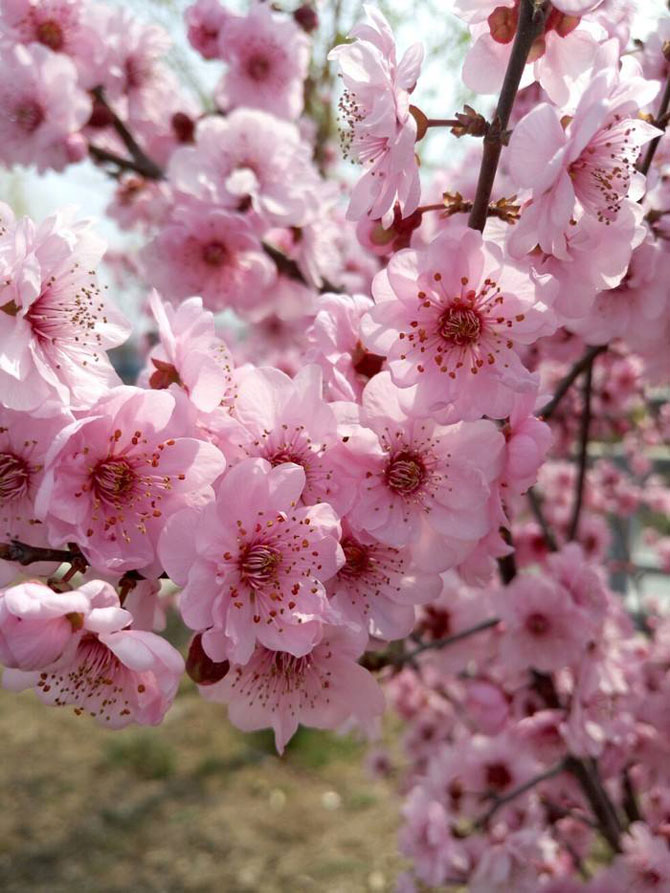陽春三月，這些美景其實(shí)可以帶回家！-別墅設(shè)計(jì),軟裝設(shè)計(jì),室內(nèi)設(shè)計(jì),豪宅設(shè)計(jì),深圳例外軟裝設(shè)計(jì)公司