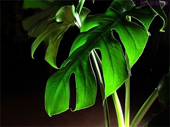 【裝修后必備】教你認識5種強吸毒植物-別墅設(shè)計,軟裝設(shè)計,室內(nèi)設(shè)計,豪宅設(shè)計,深圳例外軟裝設(shè)計公司