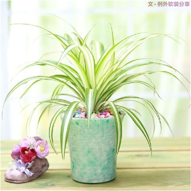 【裝修后必備】教你認識5種強吸毒植物-別墅設(shè)計,軟裝設(shè)計,室內(nèi)設(shè)計,豪宅設(shè)計,深圳例外軟裝設(shè)計公司