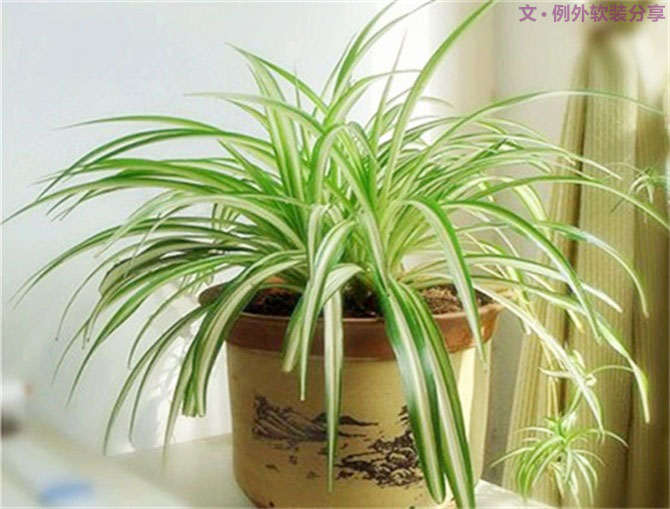 【裝修后必備】教你認識5種強吸毒植物-別墅設(shè)計,軟裝設(shè)計,室內(nèi)設(shè)計,豪宅設(shè)計,深圳例外軟裝設(shè)計公司