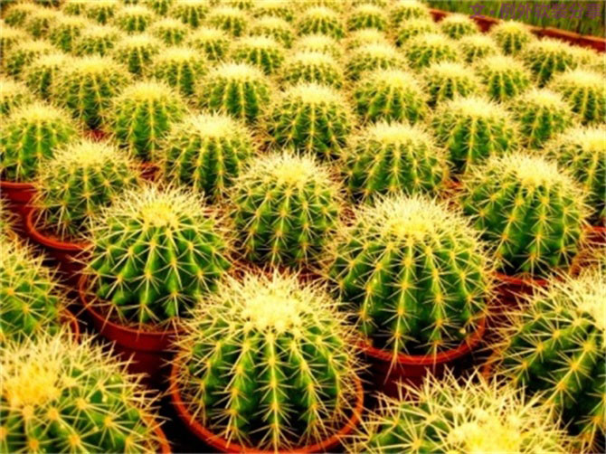 【裝修后必備】教你認識5種強吸毒植物-別墅設(shè)計,軟裝設(shè)計,室內(nèi)設(shè)計,豪宅設(shè)計,深圳例外軟裝設(shè)計公司