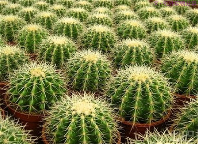 【裝修后必備】教你認識5種強吸毒植物-別墅設(shè)計,軟裝設(shè)計,室內(nèi)設(shè)計,豪宅設(shè)計,深圳例外軟裝設(shè)計公司