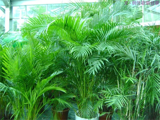 【裝修后必備】教你認識5種強吸毒植物-別墅設(shè)計,軟裝設(shè)計,室內(nèi)設(shè)計,豪宅設(shè)計,深圳例外軟裝設(shè)計公司
